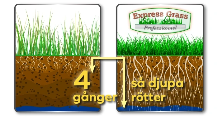 Express Grass